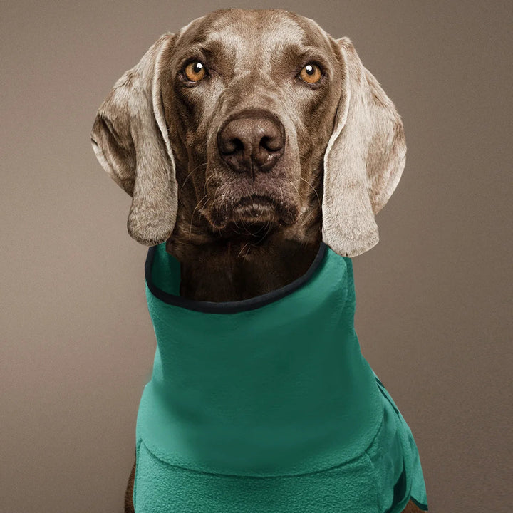 Cozy Thermal Dog Coat 2