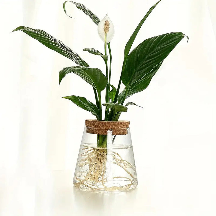 Elegant Glass Plant Propagator 0