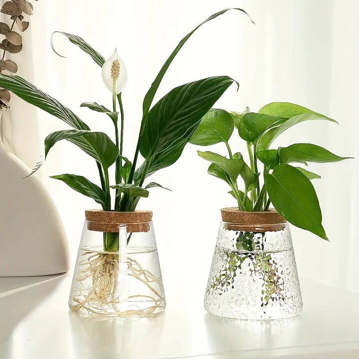 Elegant Glass Plant Propagator 1