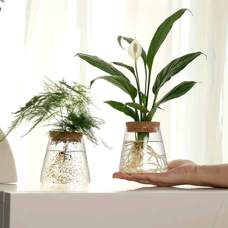 Elegant Glass Plant Propagator 2