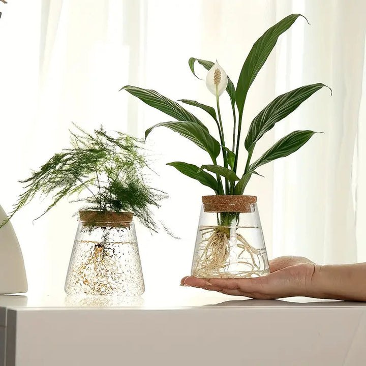 Elegant Glass Plant Propagator 2