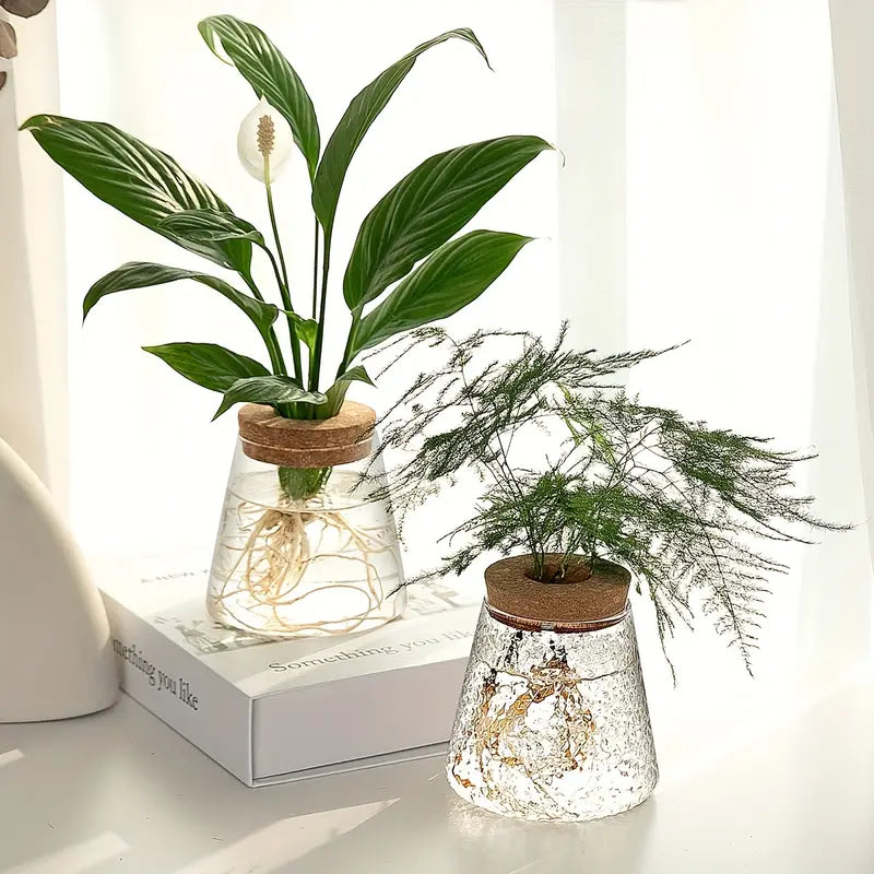 Elegant Glass Plant Propagator 3