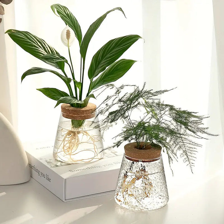 Elegant Glass Plant Propagator 3