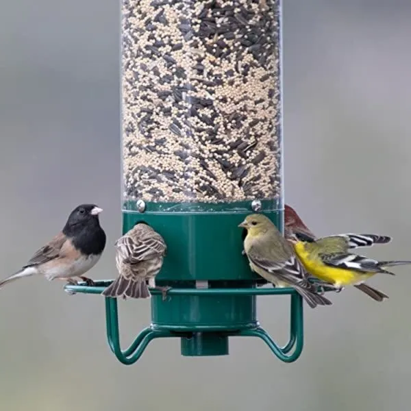 Playful Squirrel-Proof Bird Feeder 0