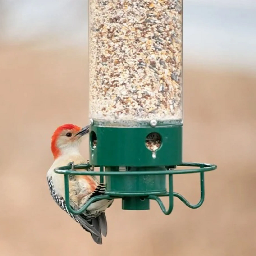 Playful Squirrel-Proof Bird Feeder 2